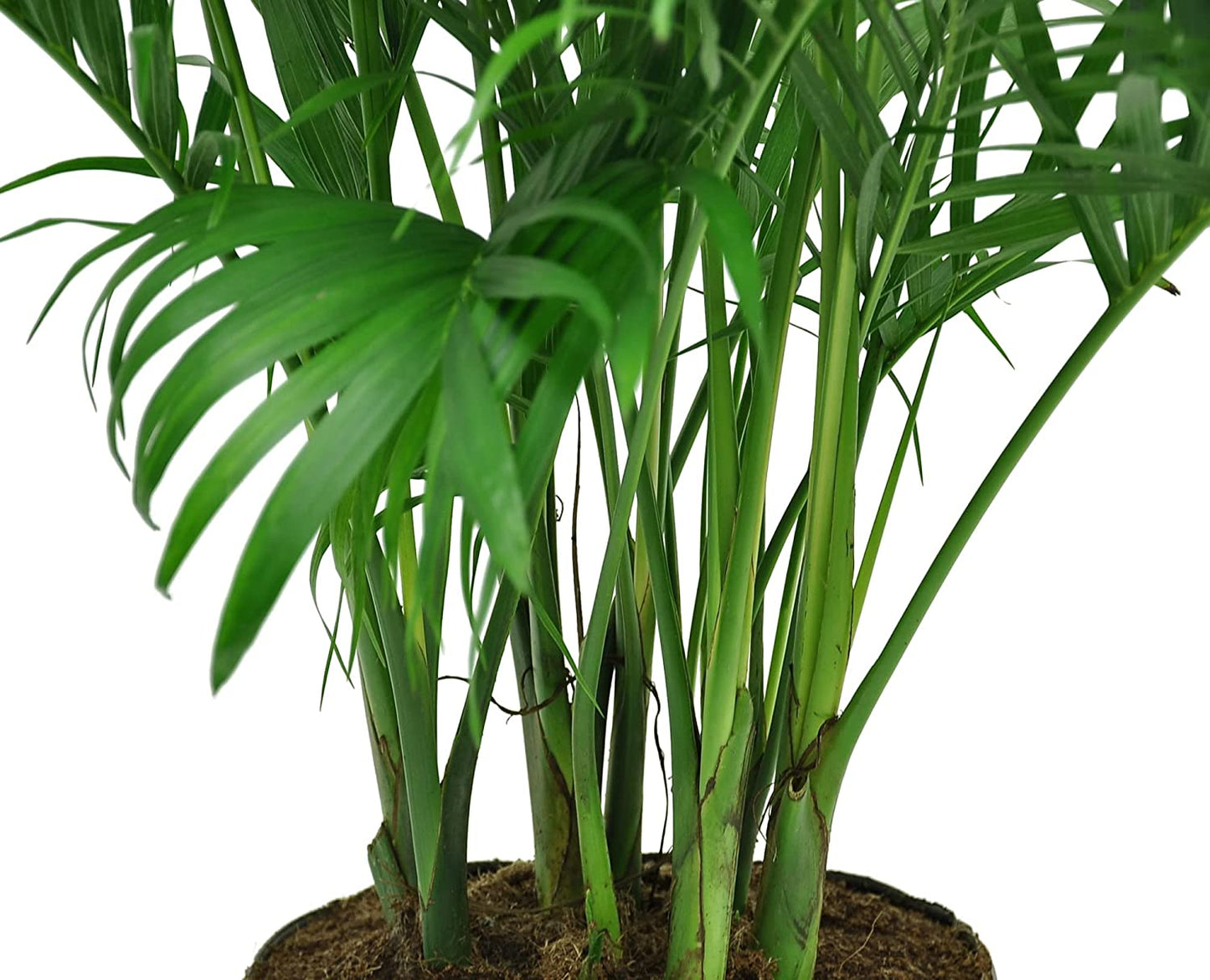 Cat Palm, Chamaedorea Palm Tree, Live Indoor Plant, 3 to 4-Feet Tall, Ships with Décor Planter, Fresh from Our Farm, Excellent Gift