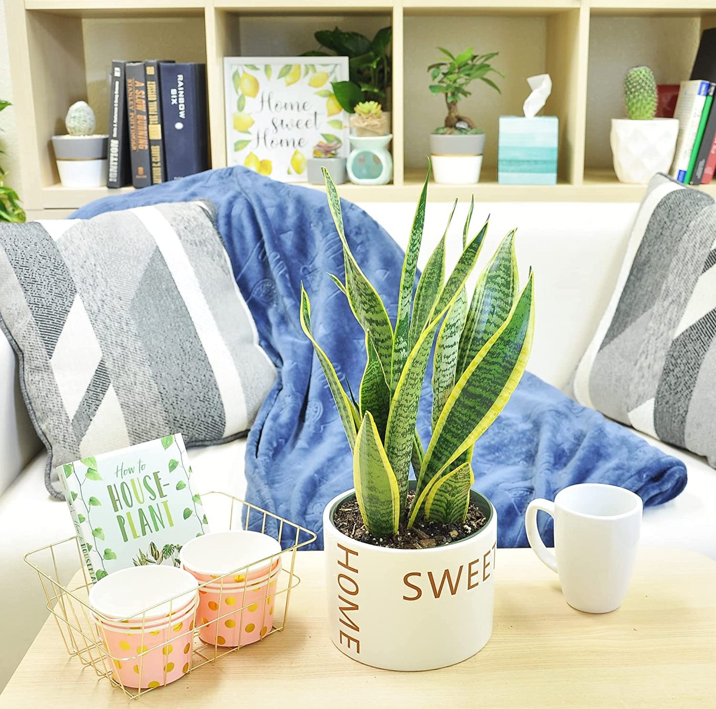 Live Indoor Snake Plant, Sansevieria 12-Inches Tall, Decor Planter
