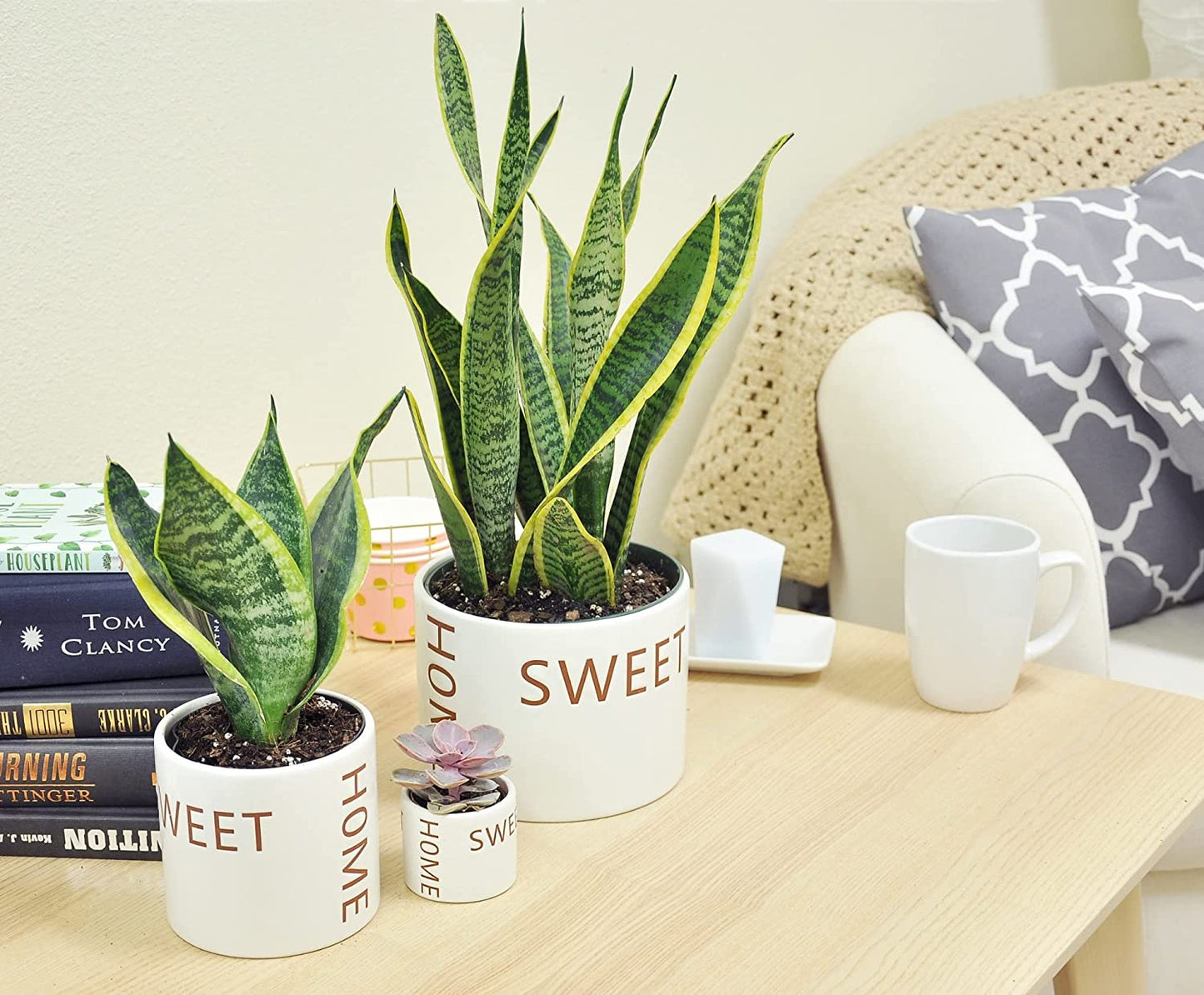 Live Indoor Snake Plant, Sansevieria 12-Inches Tall, Decor Planter