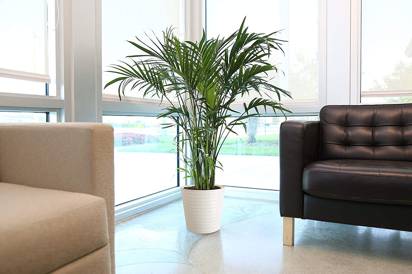 Cat Palm, Chamaedorea Palm Tree, Live Indoor Plant, 3 to 4-Feet Tall, Ships with Décor Planter, Fresh from Our Farm, Excellent Gift