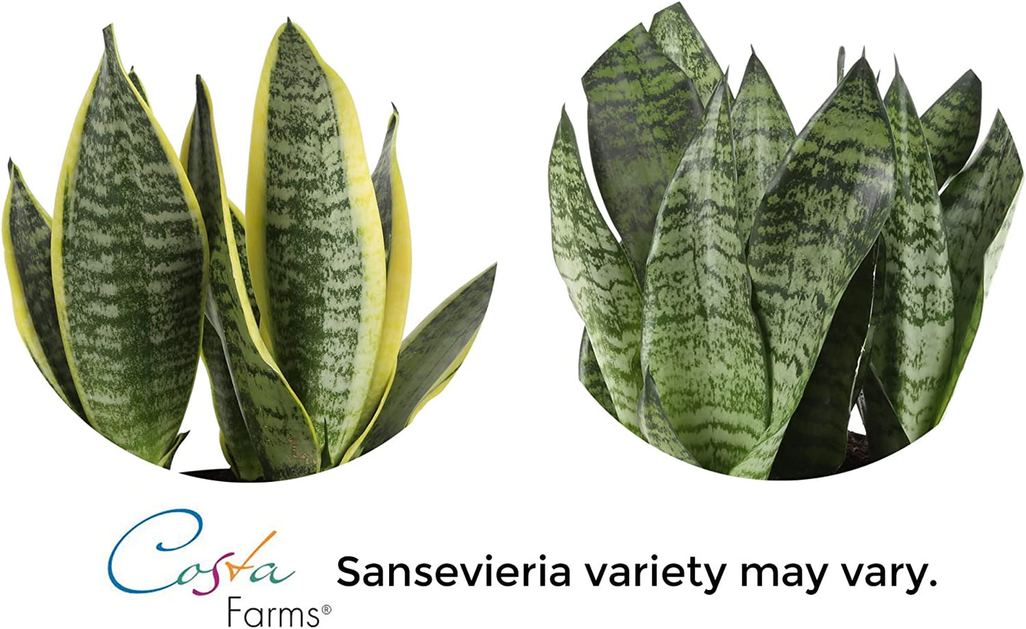 Live Indoor Snake Plant, Sansevieria 12-Inches Tall, Decor Planter