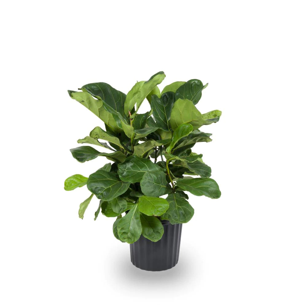 Fiddleleaf Fig in 1.72-Gallon Plastic Pot