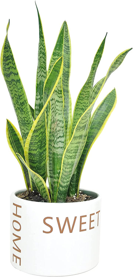 Live Indoor Snake Plant, Sansevieria 12-Inches Tall, Decor Planter