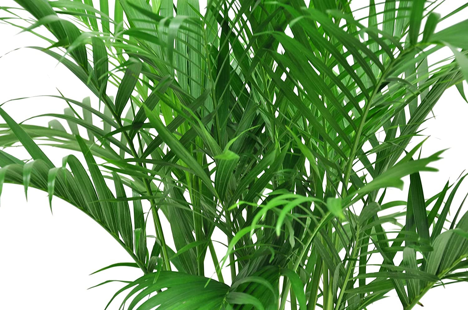 Cat Palm, Chamaedorea Palm Tree, Live Indoor Plant, 3 to 4-Feet Tall, Ships with Décor Planter, Fresh from Our Farm, Excellent Gift