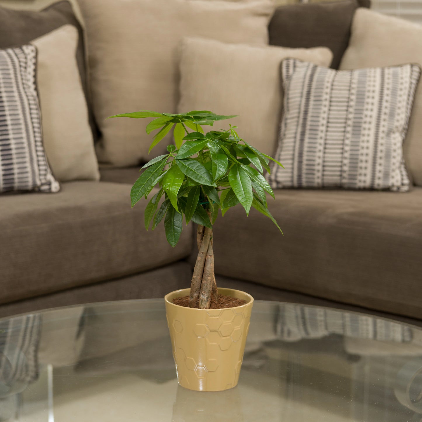 Pachira Money Tree in 1.25-Pint Ceramic Planter