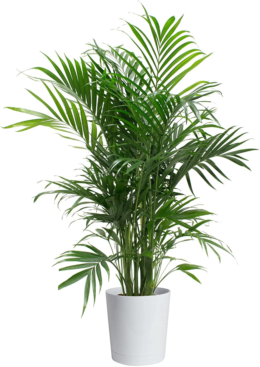 Cat Palm, Chamaedorea Palm Tree, Live Indoor Plant, 3 to 4-Feet Tall, Ships with Décor Planter, Fresh from Our Farm, Excellent Gift