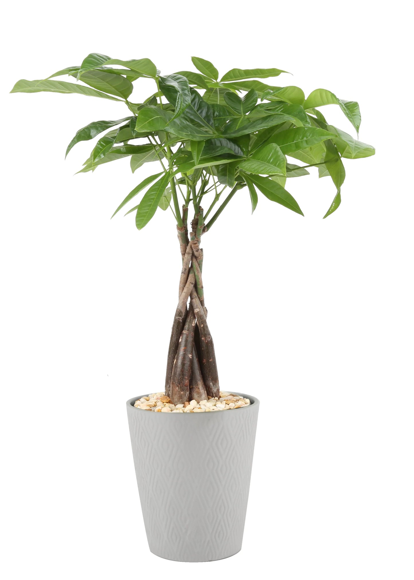 Pachira Money Tree in 1.25-Pint Ceramic Planter