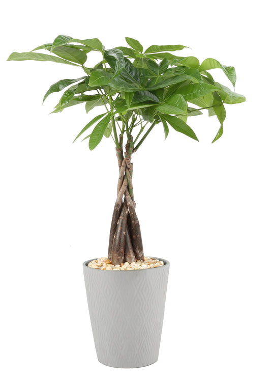 Pachira Money Tree in 1.25-Pint Ceramic Planter