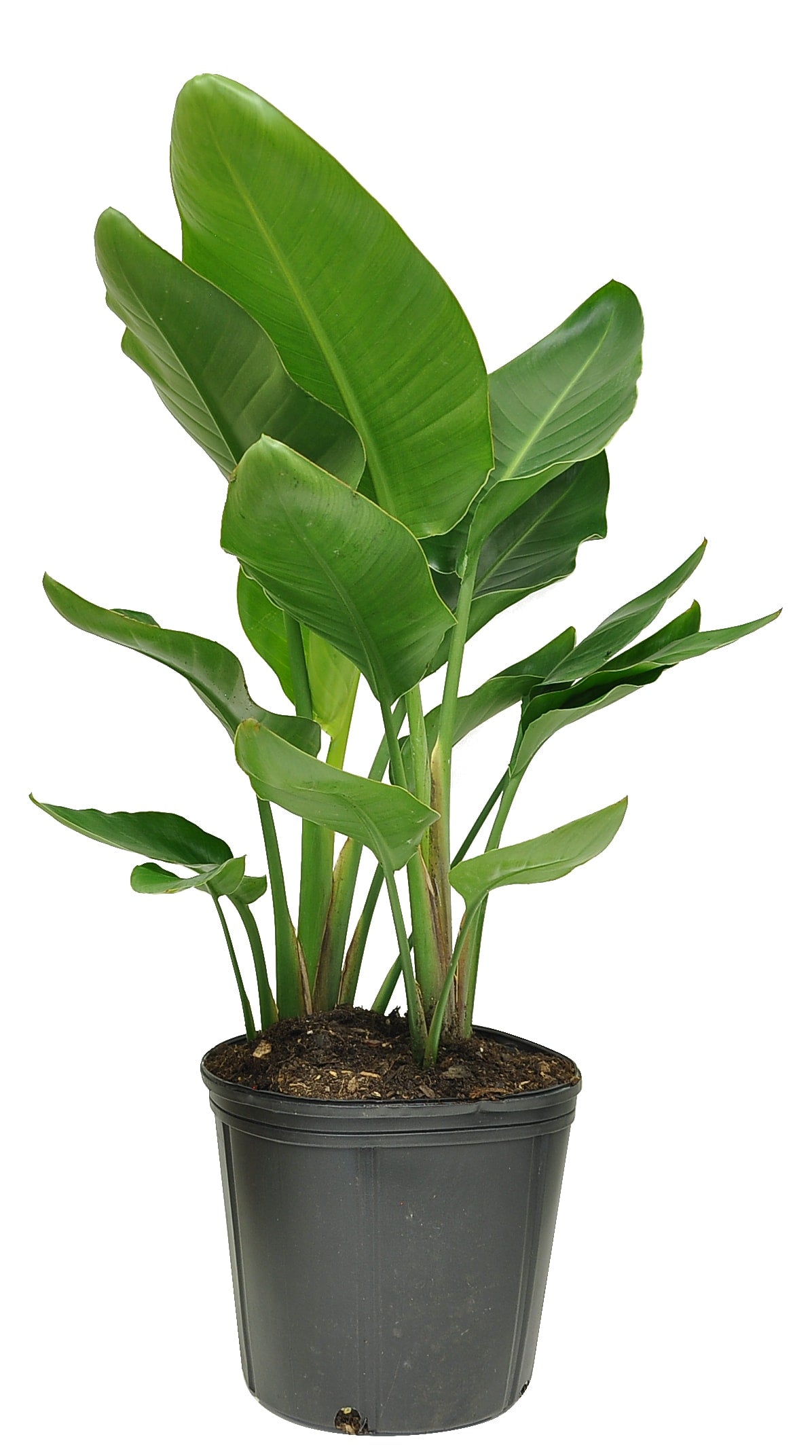 Costa Farms White Bird of Paradise in 10-In Plastic Pot