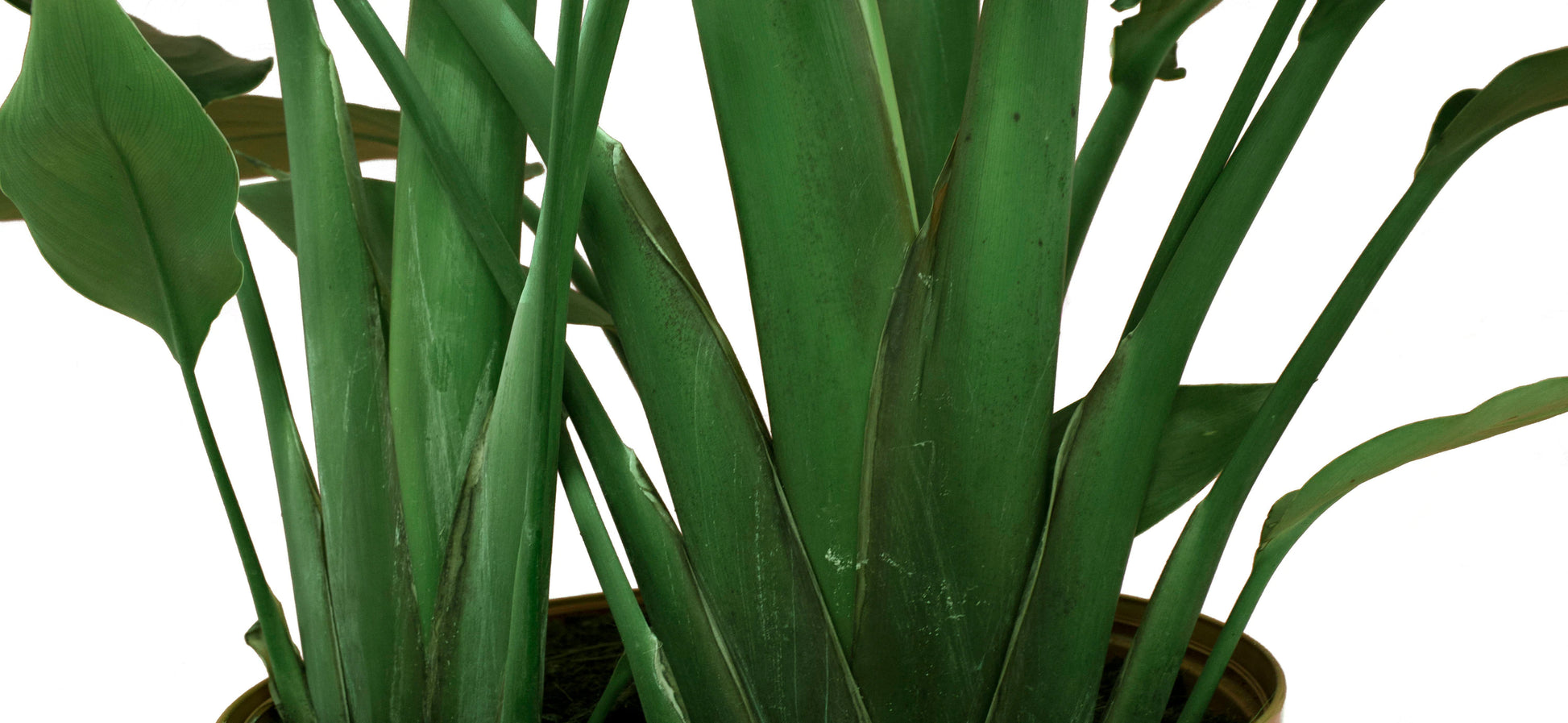 Costa Farms White Bird of Paradise in 10-In Plastic Pot